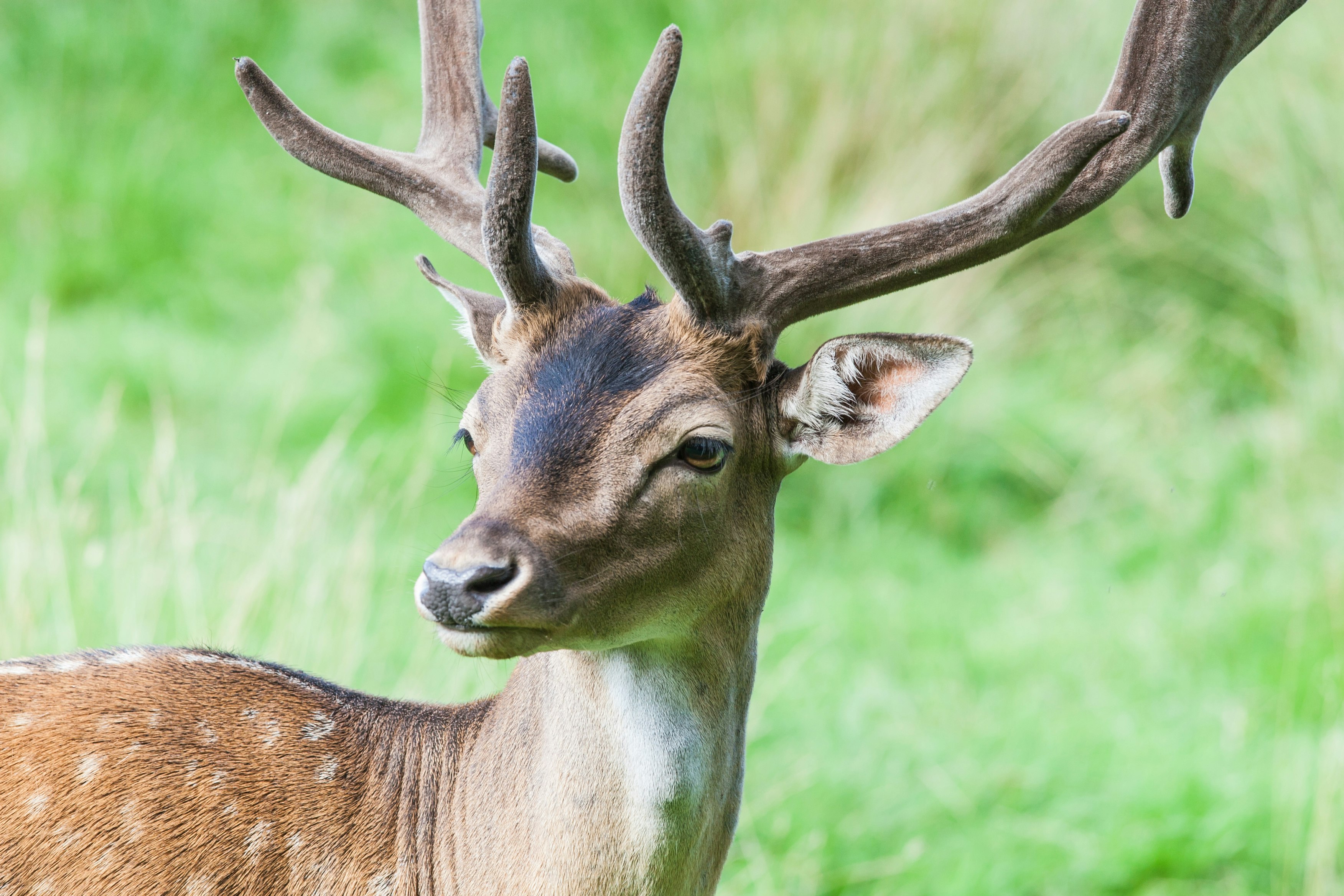 wildlife photography of brown deer